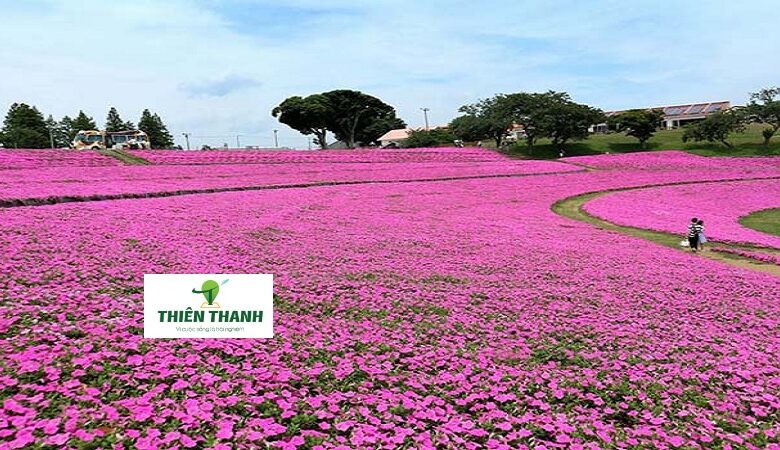 Khám Phá Du Lịch Nhật Bản - Nông trại Mother Farm, Chiba